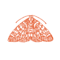 the moth
