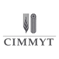 international maize and wheat improvement center cimmyt