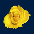 runwood homes senior living