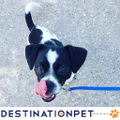 destination pet llc
