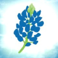bluebonnet trails community services