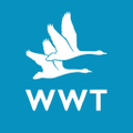 wwt
