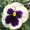 bell nursery