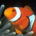 great barrier reef marine park authority