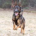 global k9 protection group