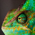 animal health trust