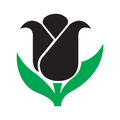 black tulip flowers llc