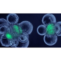 pharmaceutical microbiology resources