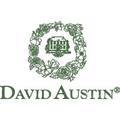david austin roses