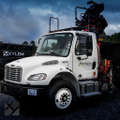 xylem tree experts