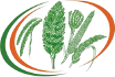icar indian institute of millets research