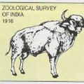 zoological survey of india
