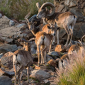 national zoological gardens of south africa