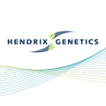 hendrix genetics layers