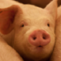 hypor swine brand of hendrix genetics